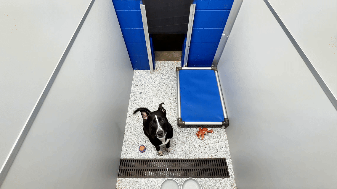 cat boarding Greenville SC